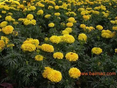 青州万寿菊 青州万寿菊价格 青州万寿菊基地【桂竹园艺】,青州万寿菊 青州万寿菊价格 青州万寿菊基地【桂竹园艺】生产厂家,青州万寿菊 青州万寿菊价格 青州万寿菊基地【桂竹园艺】价格 - 百贸网