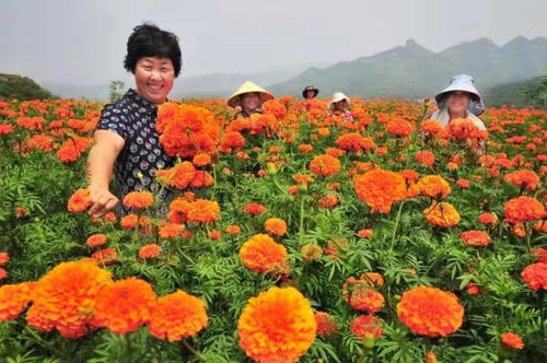 淄博市淄川区 东风 借得好,万寿菊 状元红让穷山村 开窍了