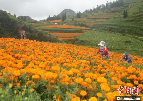 云南丘北 万寿菊采摘季吸引游客打卡