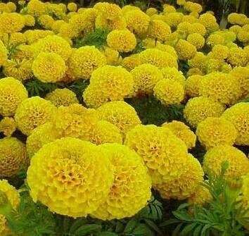 【草花种植基地/青州万寿菊_青州国庆菊_青州鼠尾草_青州牵牛/】价格,厂家,其他农业分类-搜了网