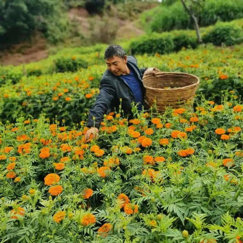 大理 丰收节里庆丰收