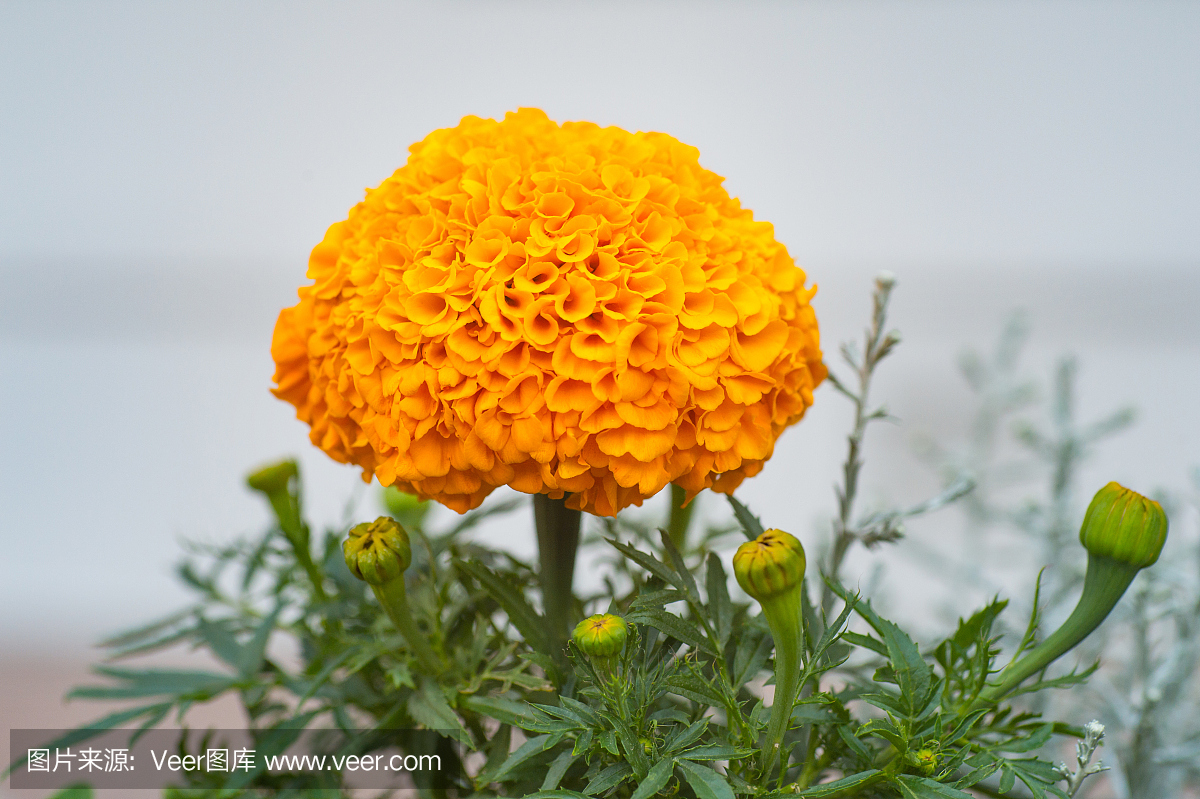 花园中的万寿菊与世隔绝,以自然为背景