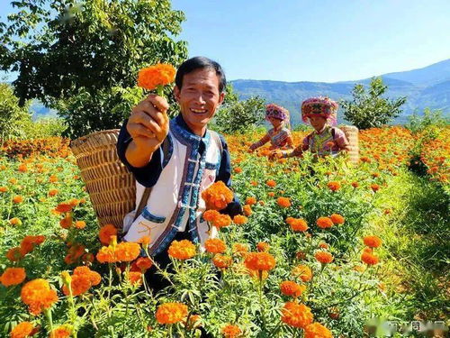 华坪县种植万寿菊8800多亩 预计产值2700多万元