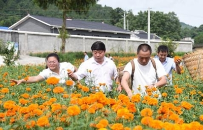 凤冈召开万寿菊产业发展工作调度会