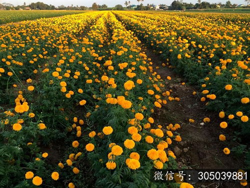 万寿菊花海 素可泰的美丽金衣