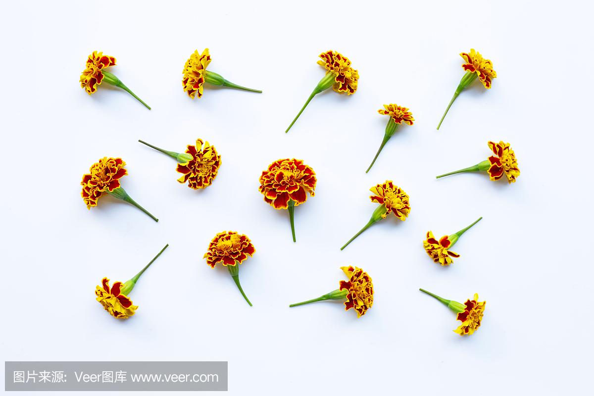 美丽的红黄万寿菊花在白色