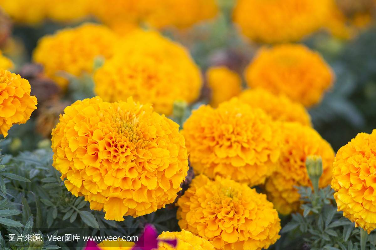 美丽的万寿菊鲜花