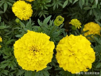 夏季“万寿菊”开花好时机,养护在家驱虫防蚊好观赏!