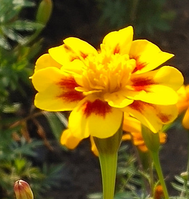 万寿菊