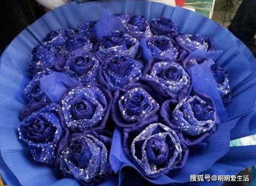 喜欢玫瑰,不如养 玫瑰精品 蓝色妖姬,花中新贵,高雅迷人