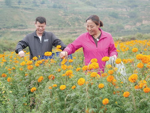 礼县花农采摘万寿菊
