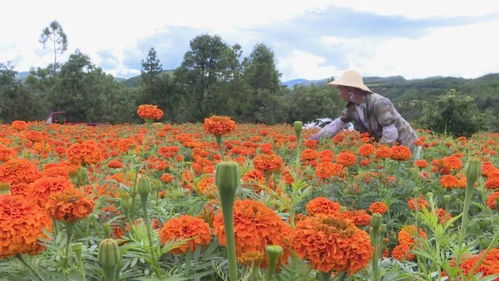 石屏 万寿菊种植既扮靓了村庄又鼓起了农户的钱袋子