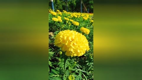 万寿菊真的就是瓣臭菊吗?#万寿菊