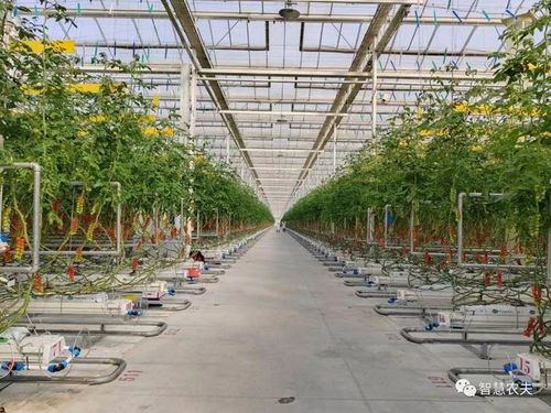 揭秘北京翠湖智慧农场,探秘番茄工厂化种植