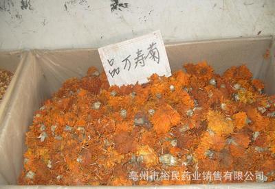 万寿菊 / 中药材、花茶