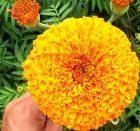 供应杭州万寿菊价格,山东青州万寿菊价格,黄楼万寿菊_传媒、广电_世界工厂网中国产品信息库