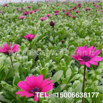 【基地供应草花批发万寿菊宿根花卉多色万寿菊有南非万寿菊】青州市隆聚花卉苗木专业合作社 - 产品库
