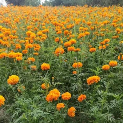 花海绿化孔雀草种子万寿菊红黄草西番菊臭菊花缎子图片_高清图_细节图-酒泉康达农副产品专业合作社