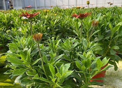 万寿菊的生长周期 一年生还是多年生？