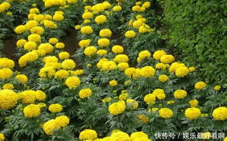 万寿菊 香气与实用的双重魅力