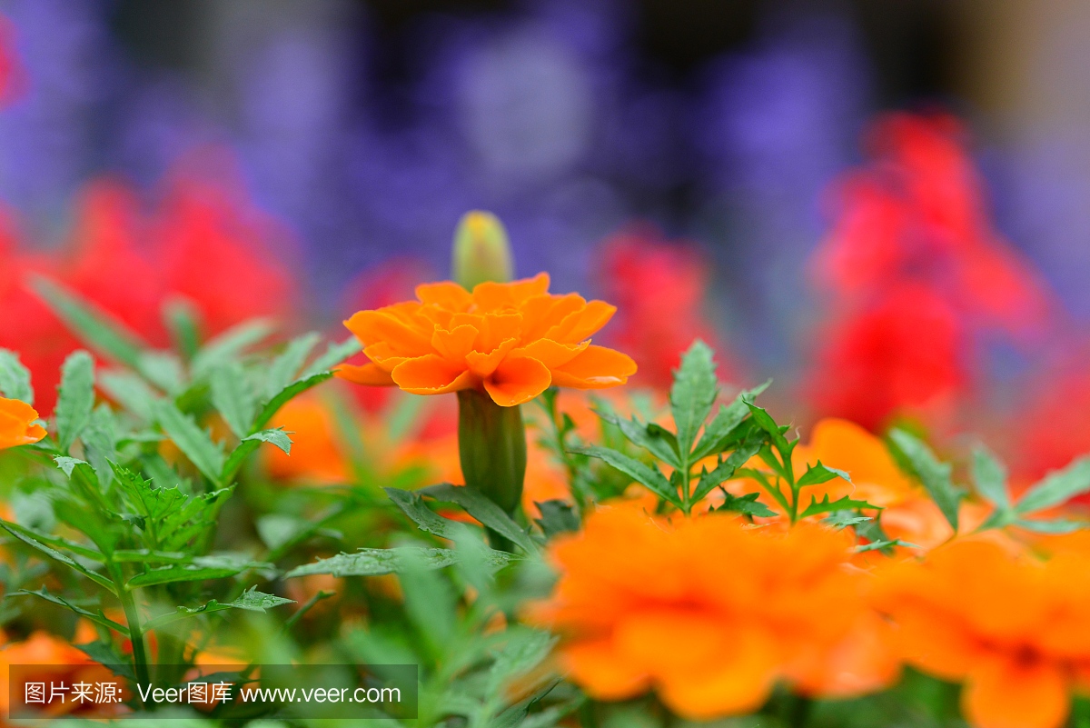 万寿菊鲜花