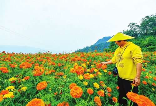 万寿菊开出 致富花