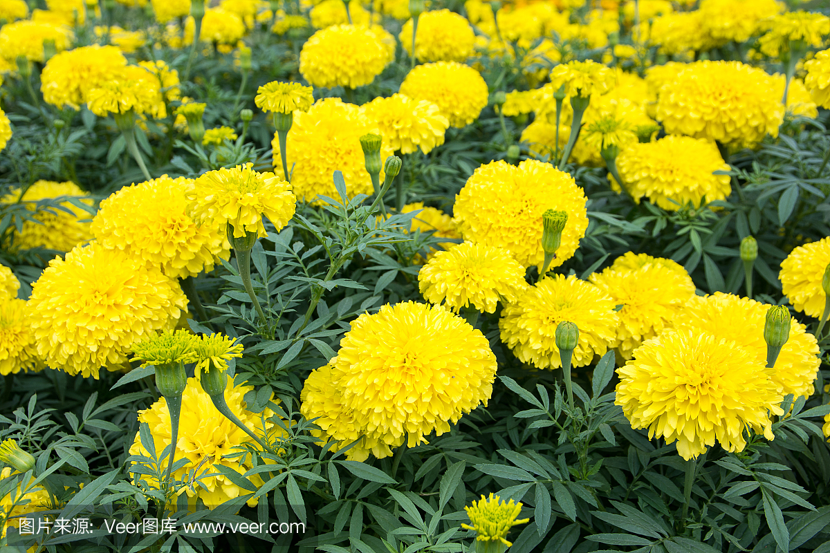 黄万寿菊花(万寿菊,墨西哥万寿菊,阿兹特克