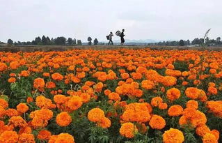 快收藏 2017贵州20种花赏花时间表,人少景美哦